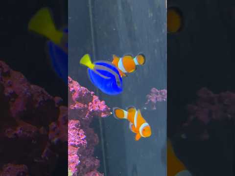 Finding Nemo , With Dory  always be  together ❤️🥰😘 #clownfish #doryfish #seaaquarium #nemo #yt