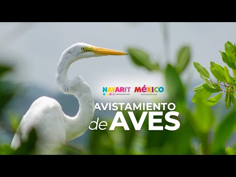 Aves migratorias - Visit Nayarit