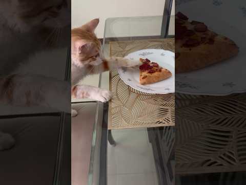 Stealing pepperoni from pizza 🍕😂#cat #cutecats #cuteanimals #funnycats