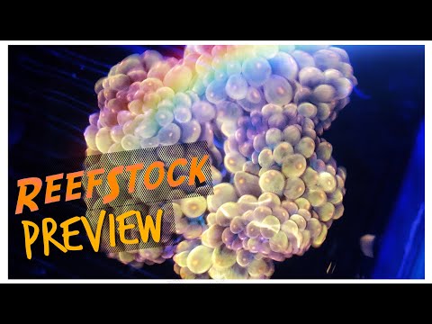 ReefStock Australia Preview 2019