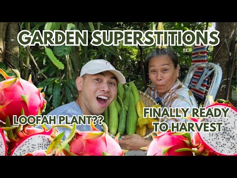 You won’t believe what we harvested! Dragon fruit BLOOM + crazy garden secrets