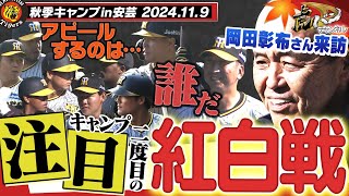 【11月9日秋季キャンプ】岡田彰布オーナー付き顧問が安芸キャンプ訪問！紅白戦どの若虎がアピールするのか！？今しか見れない瞬間を見逃すな！阪神タイガース密着！応援番組「虎バン」ABCテレビ公式チャンネル