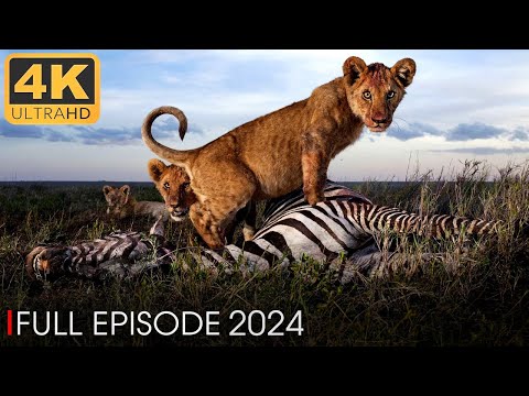 New Savage Kingdom 2024 (Full Episode) | Nature Animal Documentary