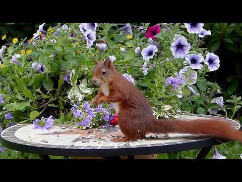 Brown Squirrel | Copyright Free Video Footage