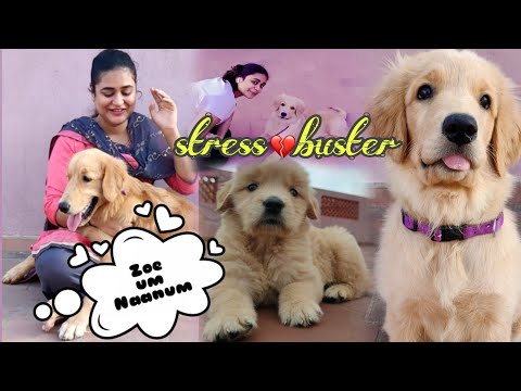 Zoe um Naanum | Tough times of Zoe | Zoe The Golden Retriever |