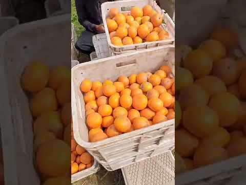 Orange in Sargodha Pakistan