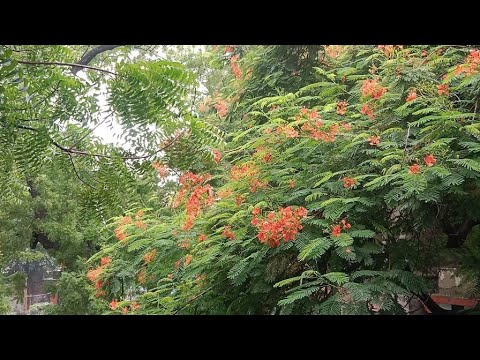 Live in nursery winter flower