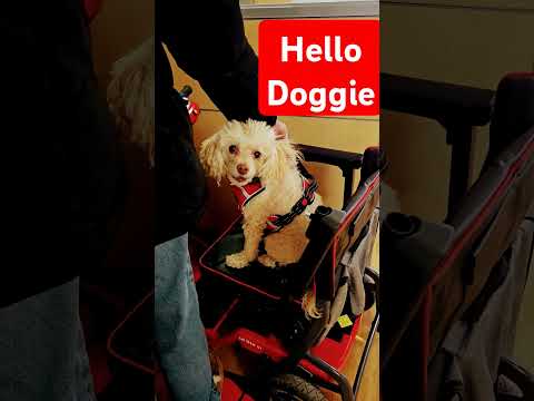 Poodle going for a ride! #shortvideo #poodle #dog #dogs #dogshorts #youtubeshorts #youtube #youtuber