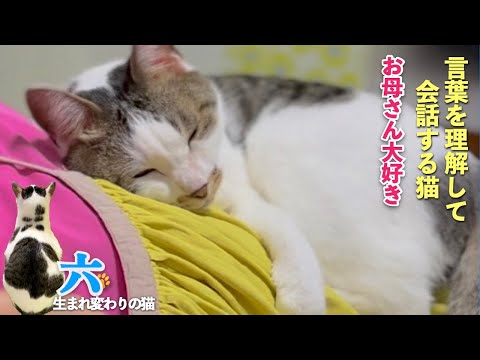 【猫は言葉を理解し会話をする】愛猫との会話から分かる猫の凄さ | 猫と私の親子愛 | [生まれ変わりの猫] 六