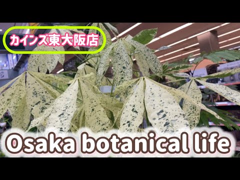 🍃Osaka botanical life🍃カインズ東大阪店に行ってきました💜