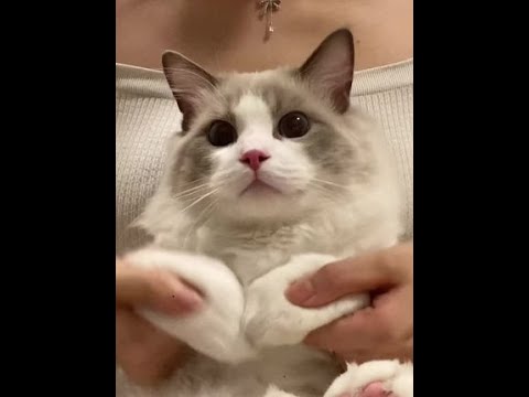 我能牵你的左手吗？#萌宠出道计划 #猫咪手势舞 #它真的好像个小宝宝