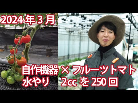 【栽培記録】自作の小規模多潅水でフルーツトマトを育てる【2024年3月】