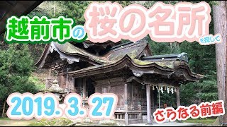 越前市桜の名所 大滝神社・岡太神社を参拝