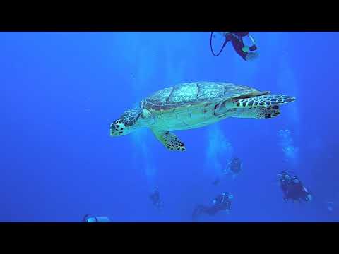 COME DIVE WITH ME IN THE CARIBBEAN SEA  6 hours of underwater videography and relaxing music.