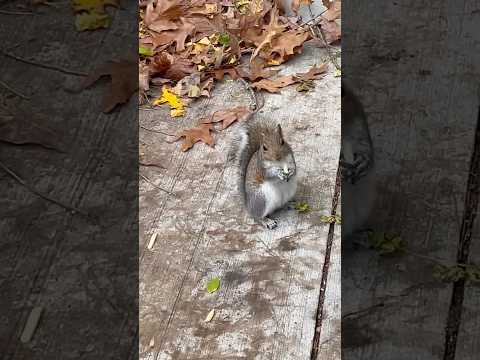 Buddy the Dog & Squirrel Friends Share McDonald’s Dinner 😂