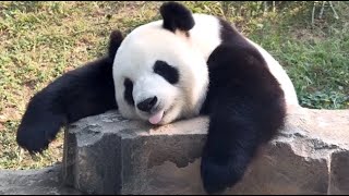 🐼 Panda Funny Moment Videos Compilation