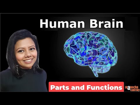 Human Brain Parts and Functions