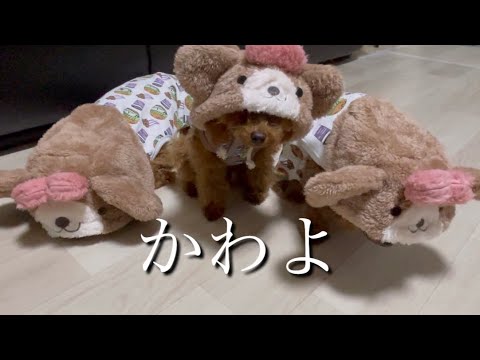 犬服購入品紹介🐶ラディカ愛が止まらない❤️