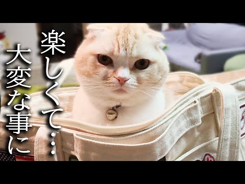 初めてクリスマスのイルミネーションをみた猫と犬がこうなりました...