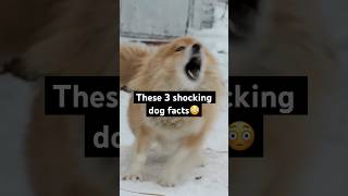 3 dogs facts that will SHOCK YOU🐶🤯#dogfacts #dog