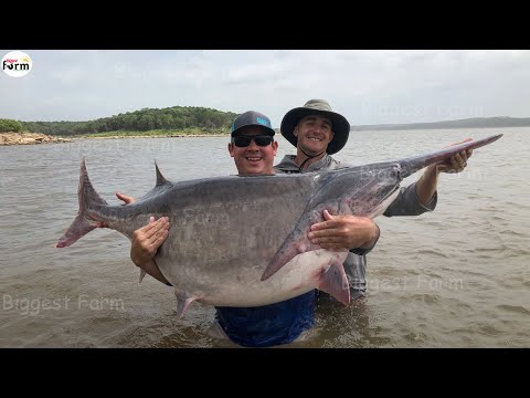 Giant paddlefish fishing - How can they conquer these giant paddlefish? | Fishing skill