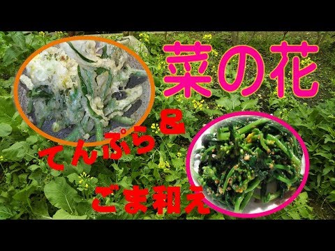 《素早く作る》 菜の花の天ぷら・菜の花の胡麻和え