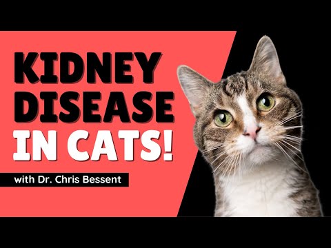 How To Help Cats With Kidney Disease with Dr. Chris Bessent | Two Crazy Cat Ladies