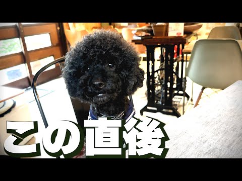 ついに質問に答えるようになった愛犬が可愛いすぎたw