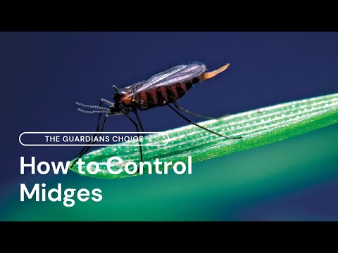 How to Control Midges | The Guardians Choice