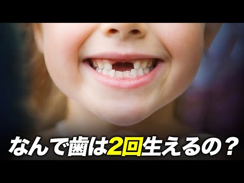 歯が2回生える理由！意外と知られていないメカニズム