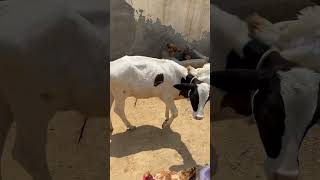 #petsvlog #bullvlog #cowboys #pigeonvlog #viralvideo #youtubegood #youtubeshorts