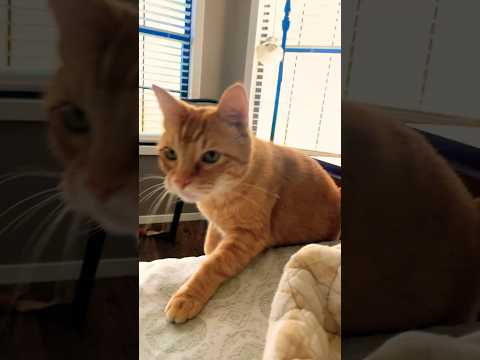 He Needs Pets #catshorts #catvideos #countrylife #texas #catlovers #precious #orangecat #toebeans