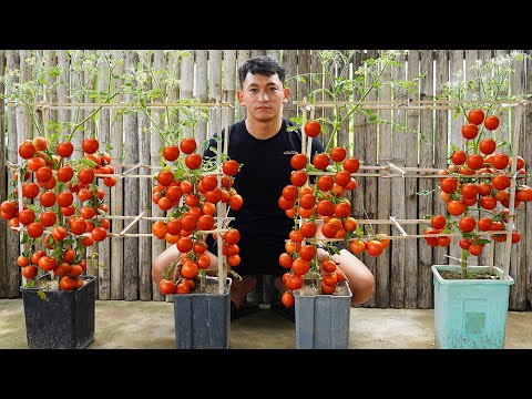 The Secret To Growing High Yield Tomatoes Surprised Me