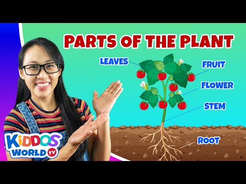 Parts of the Plant | Learning About Plants | Teaching Photosynthesis and Importance of Plants