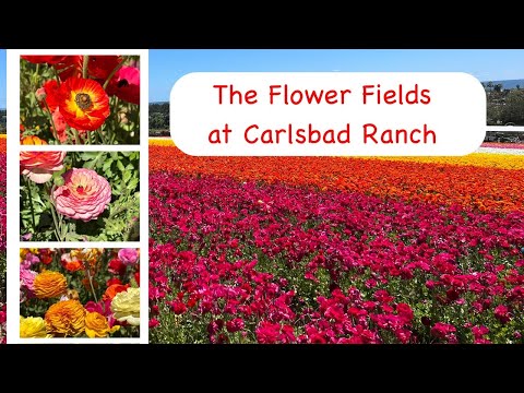 The Flower Fields at Carlsbad Ranch