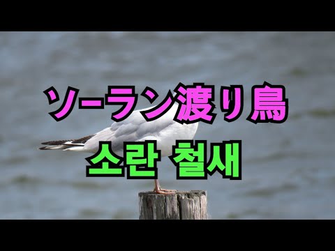 ソーラン渡り鳥 (소랑 철새)