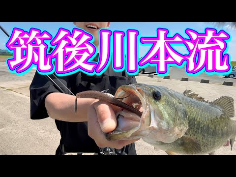 【バス釣り】川バスの引きは竿がぶち曲がるぐらい凄い。