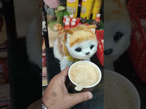 Cat taking tea #umaisavlogs