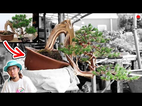 He pruned a mountain-picked juniper [Bonsai Q]