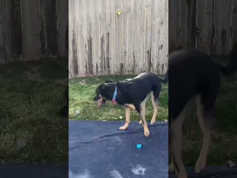 My dog eats bubbles 🫧he thinks they are dog balls! Lol #funny #funnydogs #dogs