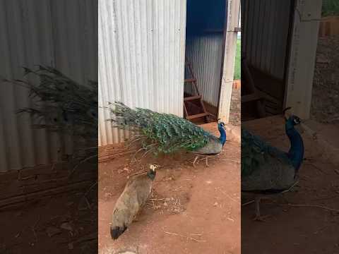 ⚠️ Peacock Ready for Mate ☢️ #wbjadventures #peacock #farmlife #chickenfarming