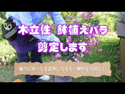 木立性 鉢植えバラの剪定🌹意外と適当で大丈夫👍