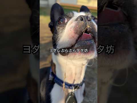 ヨダレでゴミ釣り人る男w#ボストンテリア #bostonterrier #ボストンテリアタタチミ #dog #dogshorts