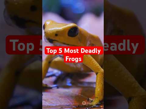 Worlds Deadliest Frogs #animalfacts #amazingfacts #animalknowledge