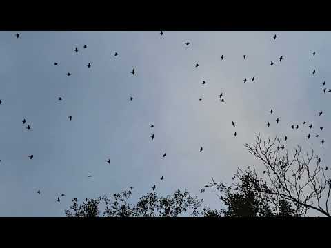 A FLOCK OF BIRDS ~ NATURE'S SOUND HEALING FREQUENCIES