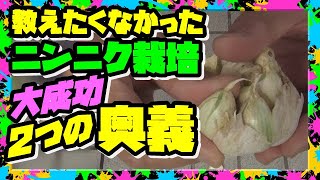 【ニンニクの育て方】コツと秘訣は２つの奥義!! 病気知らずで毎年大成功 21/9/15