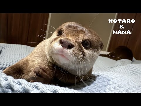 Otters' Surprising Reactions to Thunder and an Earthquake