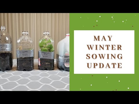 Wisconsin Winter Sowing Update - May 2021