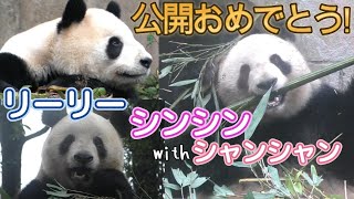 【㊗️公開開始🥳】リーリー🌰シンシン🍙シャンシャン🍎に会って来た！【雅安碧峰峡基地①2024.12】Giant Panda -比力(力力)、仙女(真真)、香香