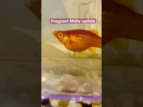 Pregnant Molly Fish update/When will she give birth?